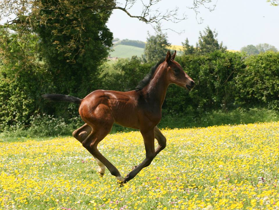 Dorset Equine Spring Health Check